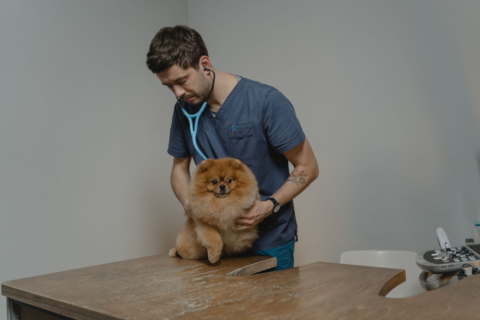 Vétérinaire examinant un petit chien au poil touffu sur la table de consultation